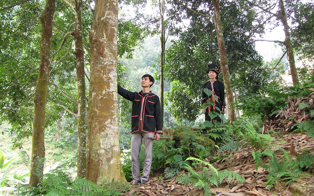Nhân dân xã Viễn Sơn, huyện Văn Yên chăm sóc, duy trì rừng quế giống đảm bảo chất lượng.