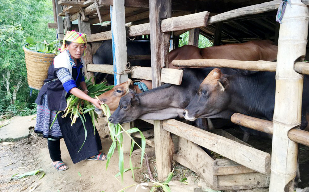 Nhờ được tiếp cận các nguồn vốn vay ưu đãi nên nhiều hộ dân ở huyện Mù Cang Chải đã mạnh dạn đầu tư chuồng trại nuôi bò.