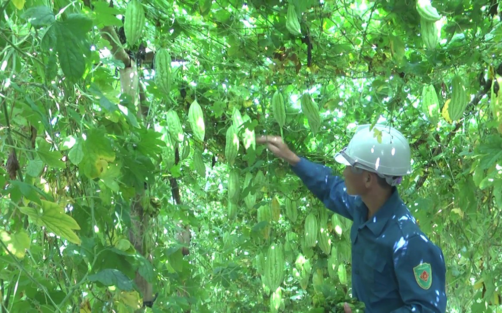 Mô hình trồng mướp đắng lấy hạt cho thu nhập cao của nông dân Lường Văn Việt, thôn Bản Lanh, xã Phúc Sơn.