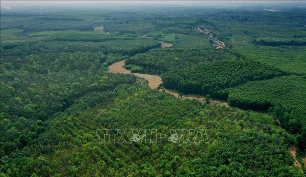 Tỉnh Quảng Trị hiện có diện tích đất có rừng hơn 252.000 ha.