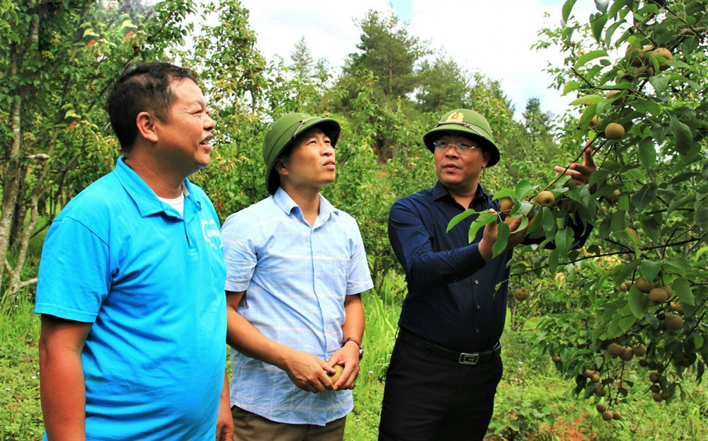Bí thư Huyện ủy Mù Cang Chải Nông Việt Yên (bên phải) thăm mô hình trồng lê Tai nung.