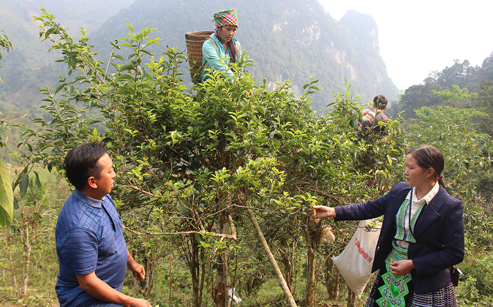Người dân vùng Chỉ dẫn địa lý chè Shan tuyết Suối Giàng trao đổi kỹ thuật trồng và chăm sóc chè theo hướng hữu cơ.