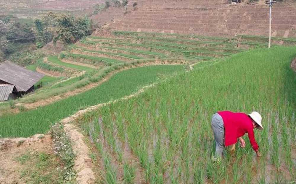 Nông dân xã Cao Phạ, huyện Mù Cang Chải chăm sóc lúa xuân.
