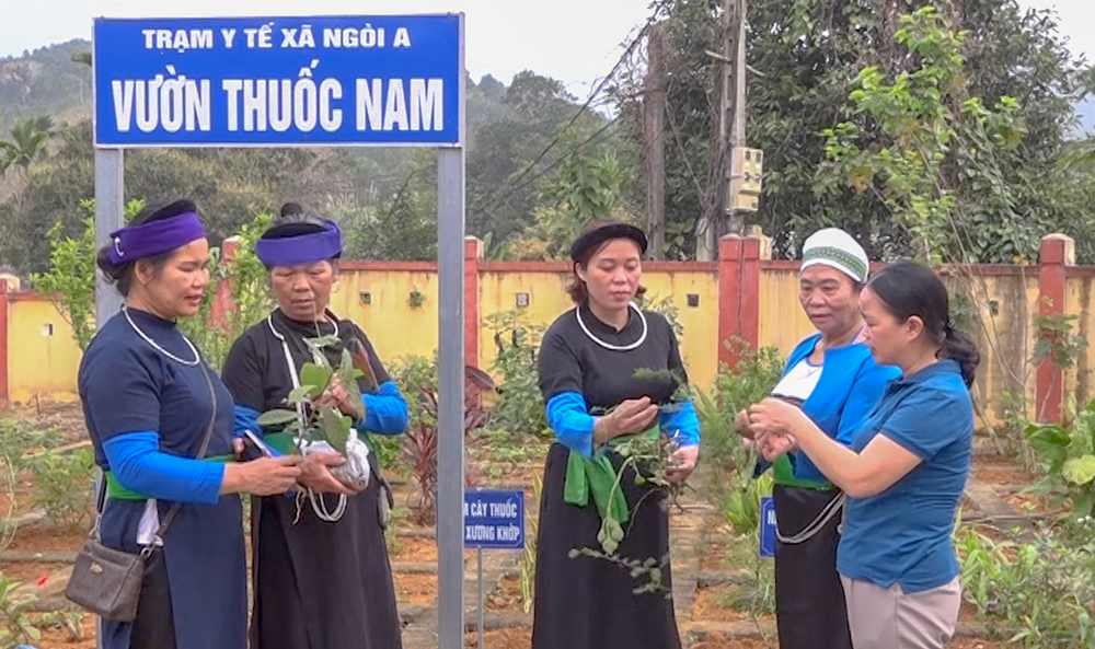 Vườn thuốc nam được trồng và chăm sóc tốt tại các trạm y tế xã trên địa bàn huyện Văn Yên