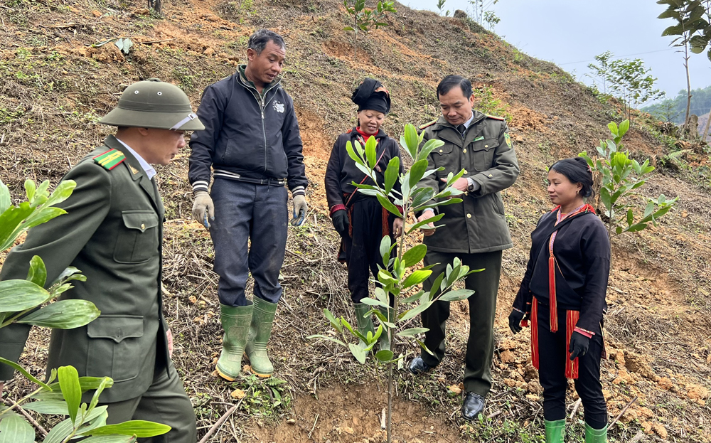 Yen Bai forest rangers guide local residents in afforestation techniques.