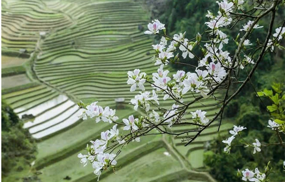 Hoa Ban, loài hoa mang bản sắc của Tây Bắc nói chung và Điện Biên nói riêng.