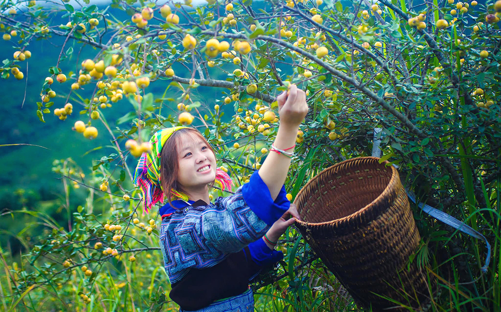 Người dân huyện Mù Cang Chải trồng sơn tra thay thế các cây lâm nghiệp truyền thống.