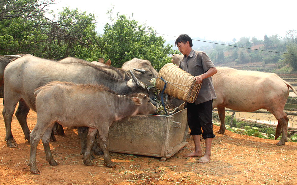 Từ nguồn vốn vay ưu đãi nhiều hộ nông dân ở xã Nậm Khắt, huyện Mù Cang Chải đầu tư chăn nuôi trâu mang lại hiệu quả kinh tế cao.