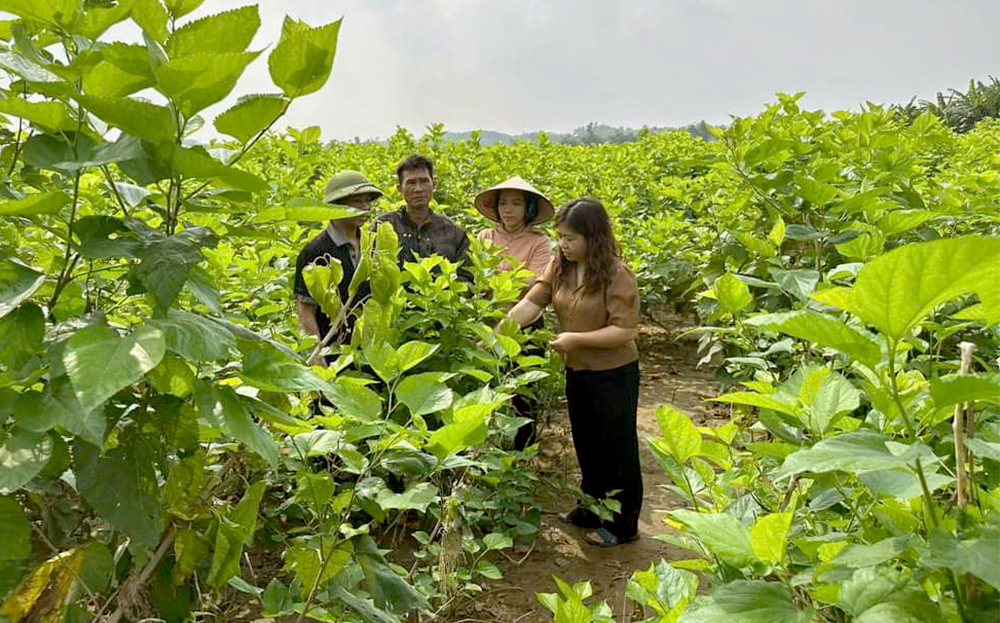 Hiện,  Yên Bái đang thực hiện 9 dự án hỗ trợ phát triển trồng dâu nuôi tằm với tổng kinh phí lên đến hàng chục tỷ đồng.