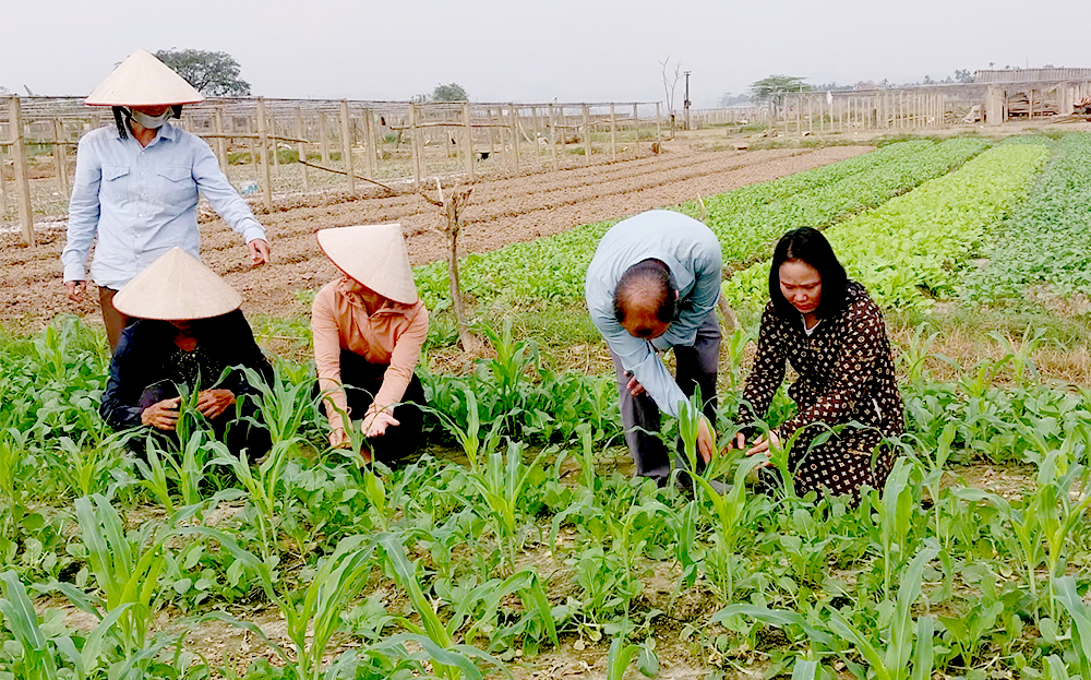 Cây ngô cũng ghi nhận sự gia tăng đáng kể về diện tích nhiễm bệnh, đặc biệt là sâu xám và sâu cắn lá.