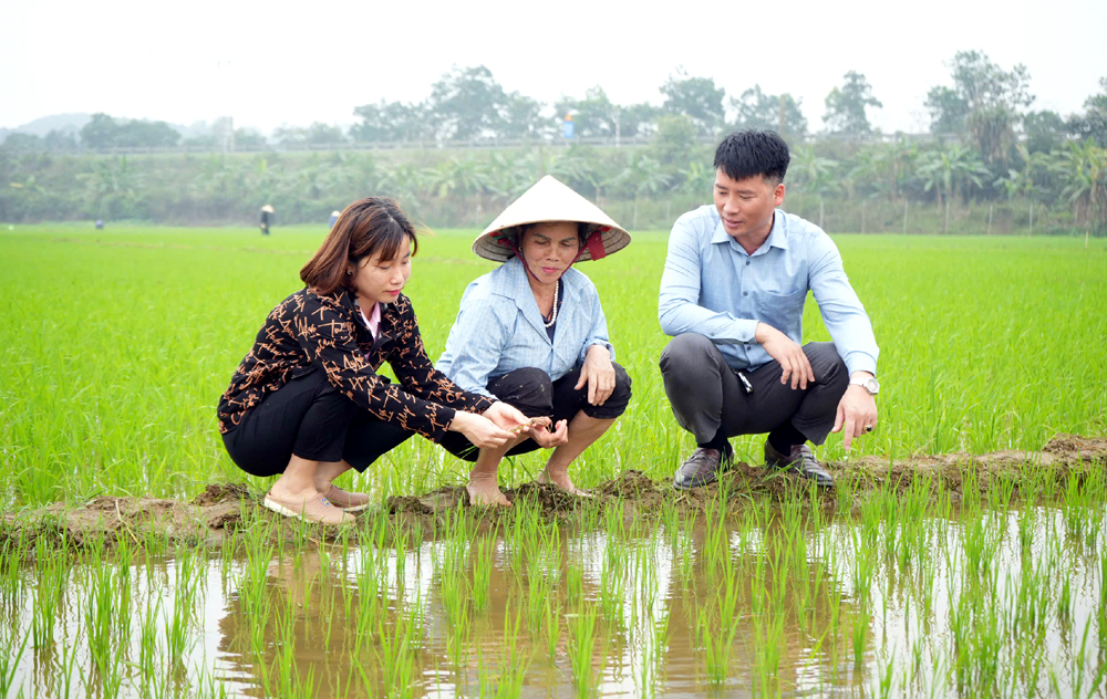 Những cánh đồng huyện Trấn Yên diện tích lúa xuân đã xanh trở lại sau cơn bão số 3 gây ra.