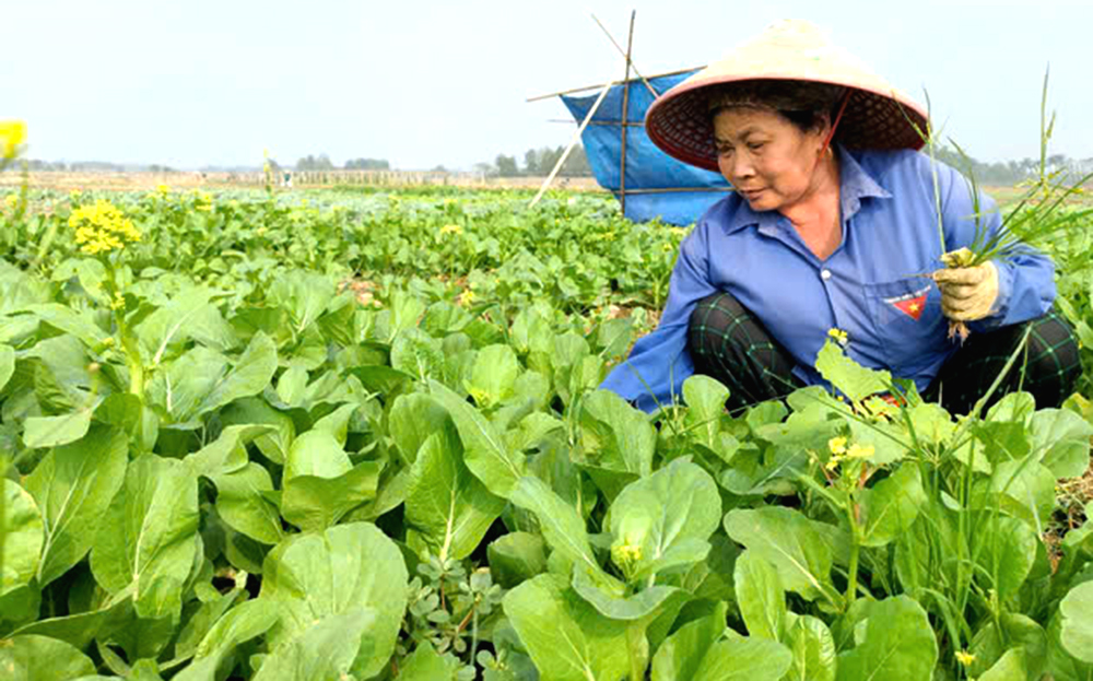 Residents of the specialized farming area in Tuy Loc Commune, Yen Bai City, are quickly restoring production after the damage caused by Typhoon No. 3.