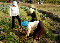 Nông dân xã Nghĩa Phúc thị xã Nghĩa Lộ thu hoạch khoai tây vụ đông trên đất hai vụ lúa.
(Ảnh: Quỳnh Nga)

