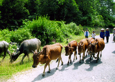 Phát triển chăn nuôi đại gia súc ở xã Đại Đồng (Yên Bình).
(Ảnh: N.T)

