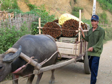 Người dân Châu Quế Thượng vận chuyển quế đi tiêu thụ. (Ảnh: THanh Hương)