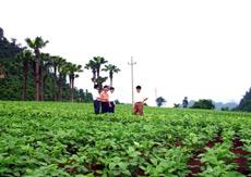 Phát triển mạnh diện tích cây đậu tương trên đất Khai Trung (Lục Yên).
(Ảnh: Thanh Thủy)