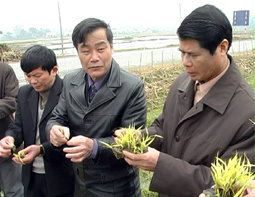 Đồng chí Hoàng Xuân Lộc (ngoài cùng bên phải) cùng lãnh đạo các ngành kiểm tra thiệt hại do rét đậm tại xa Phù Nham. Ảnh: TT