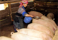 Chị Lý Thị Dí chăm sóc đàn lợn sắp được xuất chuồng.

