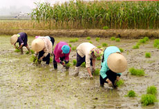 Nông dân Nghĩa Lộ gieo cấy lúa chiêm xuân.