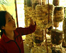 Chị Yên đang kiểm tra sản phẩm nấm sò sắp cho thu hoạch.
