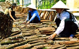 Sản phẩm Quế vỏ xuất khẩu mang lại nguồn thu lớn cho nhân dân Văn Yên.