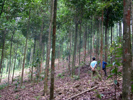 Khai thác quế ở Đại Sơn (Văn Yên). (Ảnh: Minh Thúy)