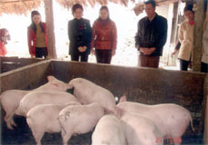 Mô hình chăn nuôi lợn của một hội viên phụ nữ xã Hợp Minh (huyện Trấn Yên) mỗi năm cho thu nhập khoảng 100 triệu đồng. (Ảnh: Thế Cường)

