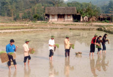 Chi đoàn - Phòng Nông nghiệp huyện Trấn Yên giúp nhân dân gieo cấy sau vụ rét hại, rét đậm. (Ảnh: Nguyễn Phương)

