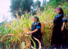 Chị Lý Thị Đá (bên trái) đang thu hoạch ngô.

