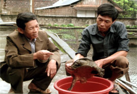 Ông Trần Nam Huân - Chi hội trưởng Chi hội nuôi ba ba xã Cát Thịnh (phải) thường xuyên đến nhà hội viên trao đổi kinh nghiệm nuôi ba ba sinh sản.

