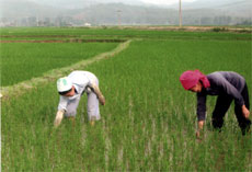 Nhân dân xã Phù Nham (Văn Chấn) tích cực chăm sóc lúa xuân.