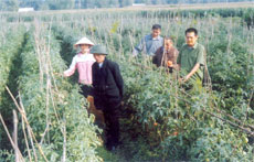 Ông Lường Văn Lếch (bên phải) đang giới thiệu mô hình trồng cà chua cho các hội viên Hội Người cao tuổi thị xã Nghĩa Lộ đến học tập.

