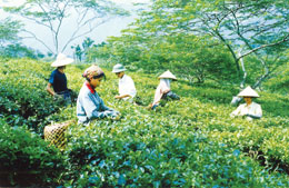 Nông dân xã Việt Cường hái chè xuân.