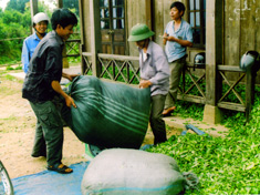 Thu mua chè ở xã Suối Giàng, huyện Văn Chấn.