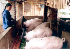 Nhiều hộ gia đình ở thị trấn Thác Bà (Yên Bình) phát triển chăn nuôi lợn siêu nạc. (Ảnh: Quỳnh Nga)

