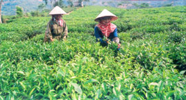 
Nông dân Văn Chấn thu hái chè.