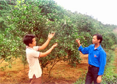 Mô hình kinh tế trang trại của đoàn viên Trần Minh Quyền ở Chi đoàn 5, Đoàn xã Thượng Bằng La (người bên trái) cho thu nhập hơn 80 triệu đồng/năm.

