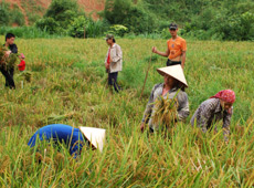 Nông dân Văn Yên thu hoạch lúa xuân.