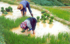 Người Mông xã La Pán Tẩn (Mù Cang Chải) đang cấy lúa mùa.
(Ảnh: Thu Trang)

