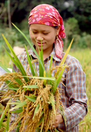 Phải đẩy mạnh sản xuất lúa, cây lương thực khác, đồng thời phát triển các loại cây trồng, vật nuôi có lợi thế.