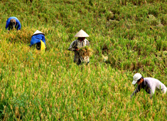 Nhiều năm qua, năng suất lúa của Yên Phú luôn đạt từ 60 đến 62 tạ/ ha/vụ.