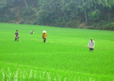 Đây là vụ thứ ba Hội LHPN tỉnh thí điểm đưa kỹ thuật bón phân viên nén dúi sâu FDP vào trồng lúa nước tại 8 xã của huyện Lục Yên với sự tài trợ của Tổ chức CODESPA, Tây Ban Nha.