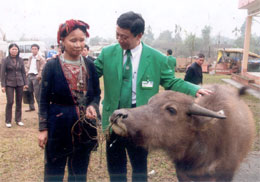 Lãnh đạo Tập đoàn Mai Linh tặng trâu cho hộ bà Đặng Thị Ních ở thôn Ngòi Ngù, xã Bảo Ái (Yên Bình) bị thiệt hại do rét đậm rét hại đầu năm 2008.

