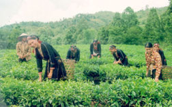 Nông dân HTX Chế biến chè Hương Lý (Yên Bình) thu hái chè xuân.