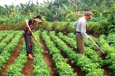 Nhân dân xã Quy Mông (Trấn Yên) chăm sóc lạc xuân. (Ảnh: Quang Tuấn)