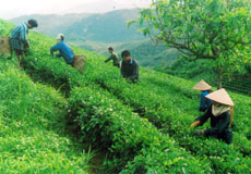 Nông dân Văn Chấn thu hái chè.