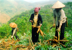 Nhân dân xã Quang Minh (Văn Yên) thu hoạch sắn.