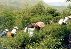 Bà con nông dân xã Sơn Thịnh (Văn Chấn) thu hái chè.