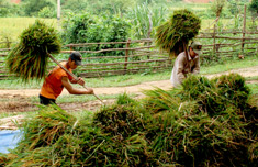 Tỷ lệ thanh niên biết áp dụng khoa học kỹ thuật vào sản xuất chưa cao.