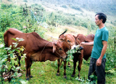 Nông dân xã Nghĩa An (thị xã Nghĩa Lộ) chăn nuôi bò theo phương pháp bán công nghiệp.
